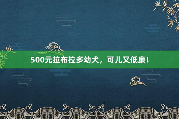 500元拉布拉多幼犬,可儿又低廉!